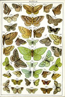 Moths Collection: Butterflies and Moths, Plate 26, Geometrae, Boarmiidae, etc