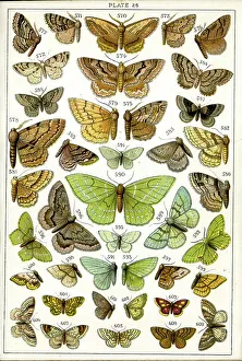 Butterflies and Moths, Plate 26, Geometrae, Boarmiidae, etc