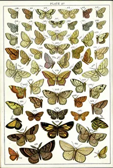 Moths Prints: Butterflies and Moths, Plate 27, Geometrae, Acidaliidae, etc