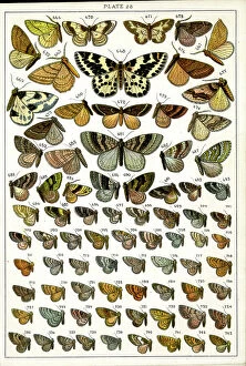 Moths Collection: Butterflies and Moths, Plate 28, Geometrae, Fidoniidae, etc