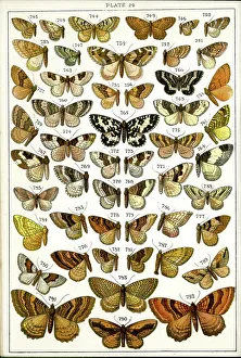 Butterflies and Moths, Plate 29, Geometrae, Hyberniidae