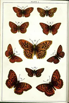 Moths Prints: Butterflies and Moths, Plate 3, Papiliones, Nymphalidae