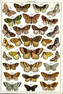 Moths Prints: Butterflies and Moths, Plate 30, Geometrae, Hyberniidae, etc