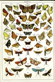 Moths Prints: Butterflies and Moths, Plate 31, Pyrales, Pterophori