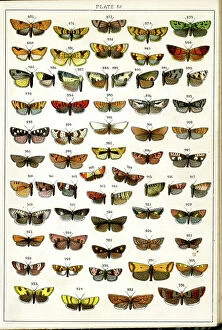 Moths Collection: Butterflies and Moths, Plate 32, Tortrices