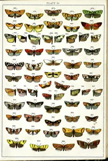 Moths Prints: Butterflies and Moths, Plate 32, Tortrices