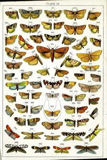 Moths Collection: Butterflies and Moths, Plate 33, Phycitae, Tineae