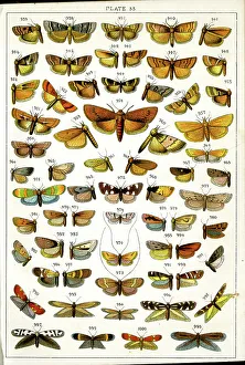 Moths Prints: Butterflies and Moths, Plate 33, Phycitae, Tineae