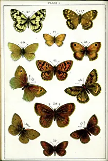 Moths Prints: Butterflies and Moths, Plate 5, Papiliones, Nymphalidae