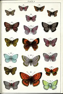 Moths Prints: Butterflies and Moths, Plate 6, Papiliones, Lycaenidae