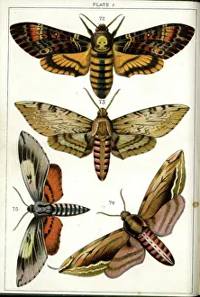 Moths Prints: Butterflies and Moths, Plate 7, Sphinges, Sphingidae