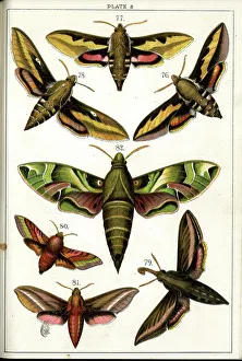 Moths Prints: Butterflies and Moths, Plate 8, Sphinges, Sphingidae