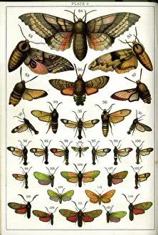 Butterflies and Moths, Plate 9, Sphinges, Sphingidae, etc