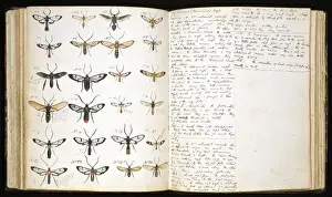 Hexapoda Prints: Butterflies painted by H. W. Bates