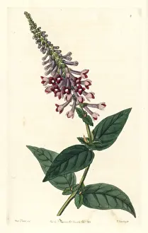 Sydenham Prints: Butterfly bush, Buddleja lindleyana