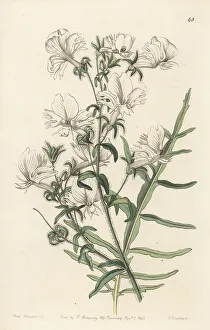 Butterfly flower, Schizanthus candidus