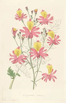 Barclay Prints: Butterfly flower, Schizanthus grahamii