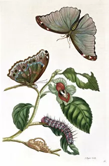 Engraved Collection: Butterfly illustration by Maria Sibylla Merian