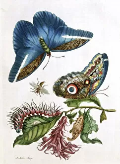 Latest Fine Art Gallery: Butterfly illustration by Maria Sibylla Merian