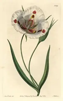Sydenhamedwards Prints: Butterfly mariposa lily, Calochortus venustus