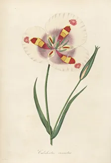 Volume 1 Prints: Butterfly mariposa lily, Calochortus venustus