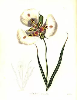 Withers Collection: Butterfly mariposa lily or craceful calochortus