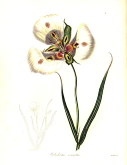 Lily Gallery: Butterfly mariposa lily or craceful calochortus