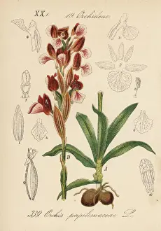 Orchis Prints: Butterfly orchid, Anacamptis papilionacea