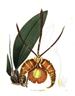 Botanist Prints: Butterfly orchid, Psychopsis papilio