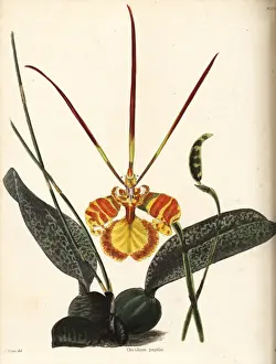 Butterfly orchid, Psychopsis papilio
