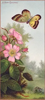 Butterfly and pink flowers on a Christmas card