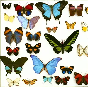 Specimen Prints: Butterfly specimen tray