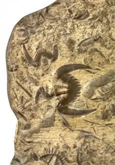 Butterfly stone Hu-die-shih trilobites