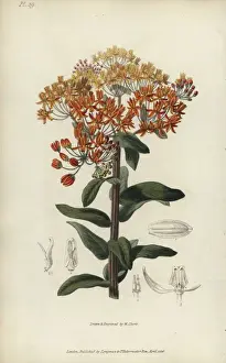 Richardmorris Prints: Butterfly weed, Asclepias tuberosa