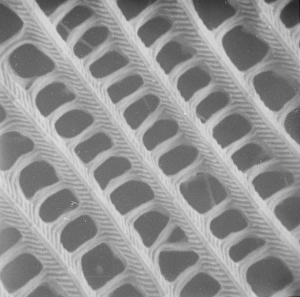 Micro Photography Gallery: Butterfly wing scale (part)