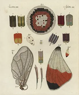 Bilderbuchfurkinder Prints: Butterfly wing, showing structure, skeleton, scales