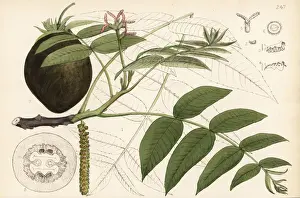 Walnut Prints: Butternut, Juglans cinerea