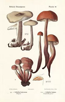 Buttery collybia and spindleshank mushroom