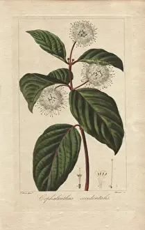Buttonbush, Cephalanthus occidentalis