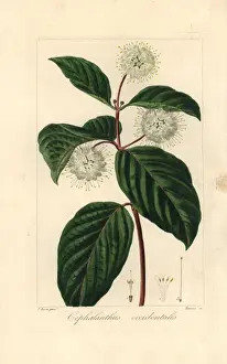 Botanicalillustration Prints: Buttonbush, Cephalanthus occidentalis, native