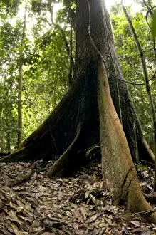 Roots Collection: A buttressed tree trunk - in primary rainforest