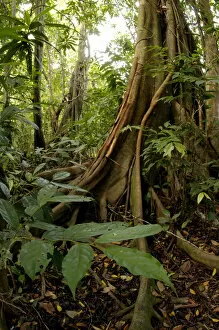 Roots Collection: A buttressed tree trunk, typical in rainforest