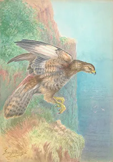 Buzzard Prints: Buzzard