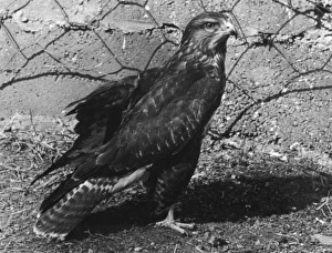 Images Dated 25th May 2011: BUZZARD