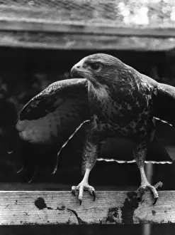 Buzzard Prints: BUZZARD