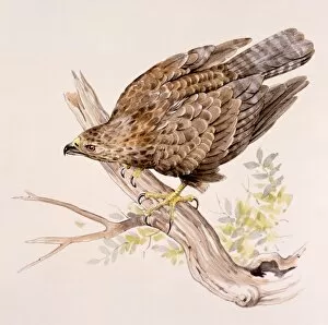 Birds Collection: A Buzzard on a broken branch