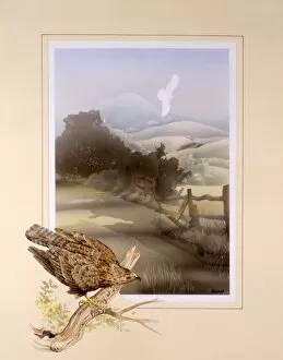 Hill Side Collection: Buzzard and countryside landscape