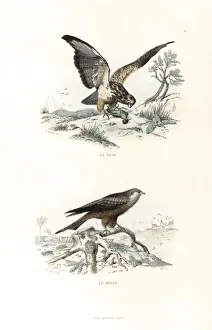 Buzzard Prints: Buzzard and red kite
