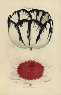 Jamesmaddock Prints: Byblomen tulip, Tulipa gesneriana, and double anemone