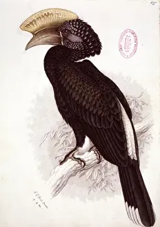 Cheeked Prints: Bycanistes brevis, silvery-cheeked hornbill